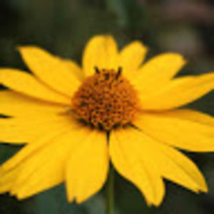 Meet your Posher, Alicia